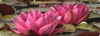 Water lilies