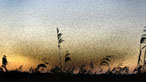 Flock of starlings