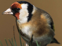 Goldfinch