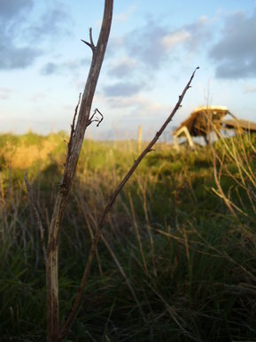 Overgrown field