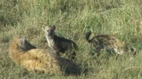 Hyena clan