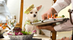 Beverly Hills Chihuahua