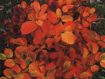 Alder Witch