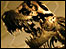 Stan the T. rex