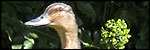 Ducks
