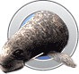 Odobenocetops