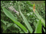 Butterfly Park.