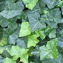 Ivy