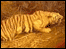 Grr! It's a tiger