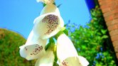 Flowers in the...
