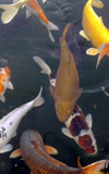 Carp in a pond