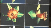 Flowers Flowers