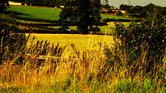 Field (Edited)...