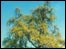A Ginko tree