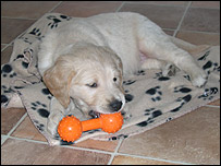Darcy the puppy