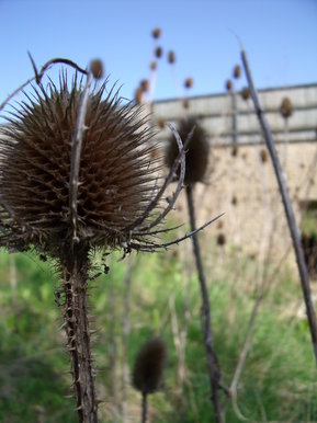 Spikes