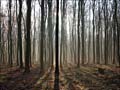 Collingbourne Wood - Julie Gilbert-Binns
