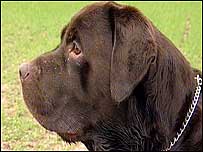 Henry the Labrador