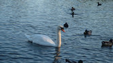 King of the pond...