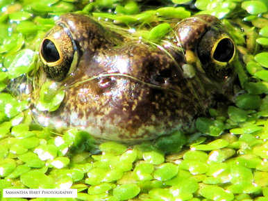 Frogs