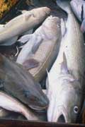 Dead cod