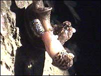 Slugs