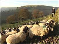 Sheep and farmer
