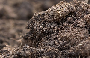 Soil