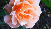 Flower Flower