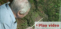 Play video - trapdoor spider