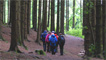 Pine forests