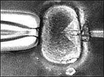 Egg