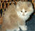 Tiger the cat
