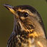 Old Country Farm (Image: Bird)
