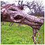 Tree bark