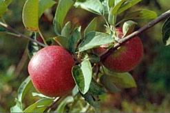 Image: apples