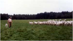 Flock of sheep