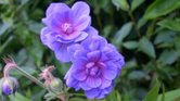Beautiful flower... Beautiful flower...