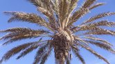 Palm tree