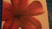 red lily