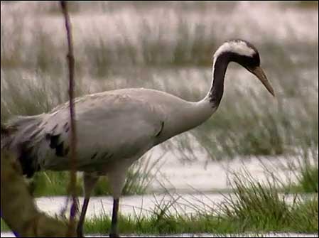 Crane