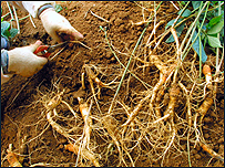 A gardener digging