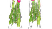 Cacti Dress