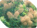 Deciduous plants