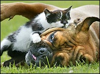 Cat and dog