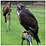Falcons