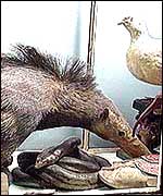 Specimens in case