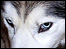 Husky