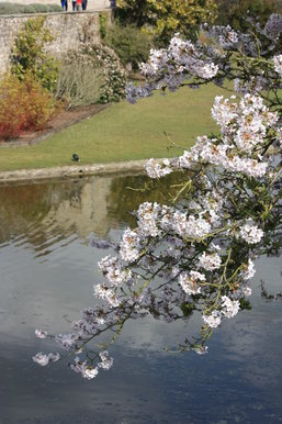 Blossom