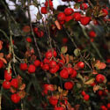 Malus ‘John Downie’, Crab apple